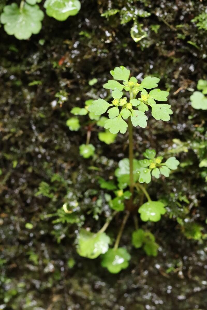 Chrysosplenium tosaense flower
