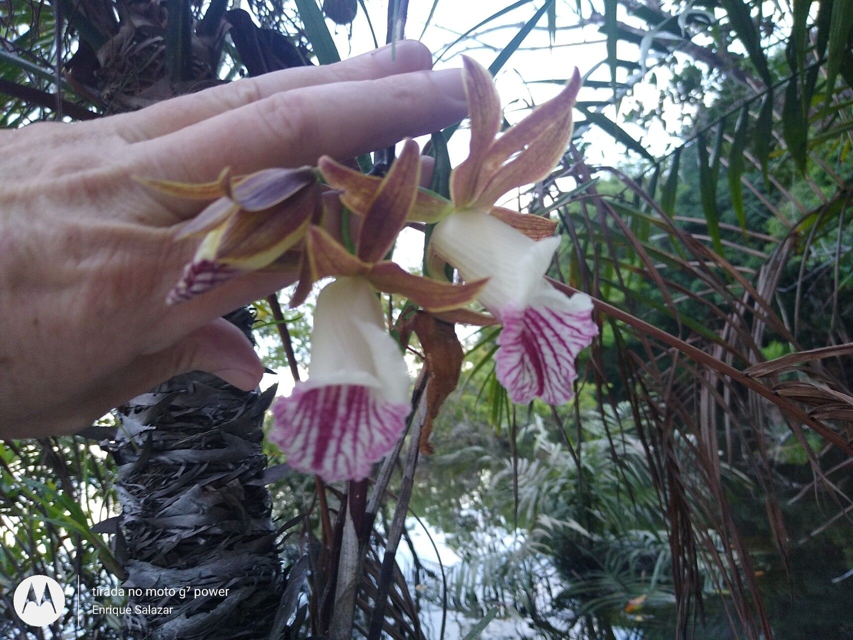 Galeandra devoniana flower