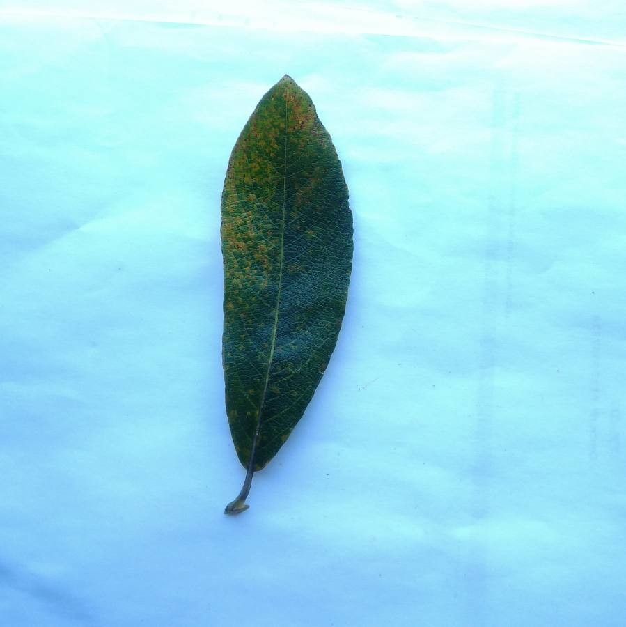 Gardenia urvillei — search result for 'Gardenia'