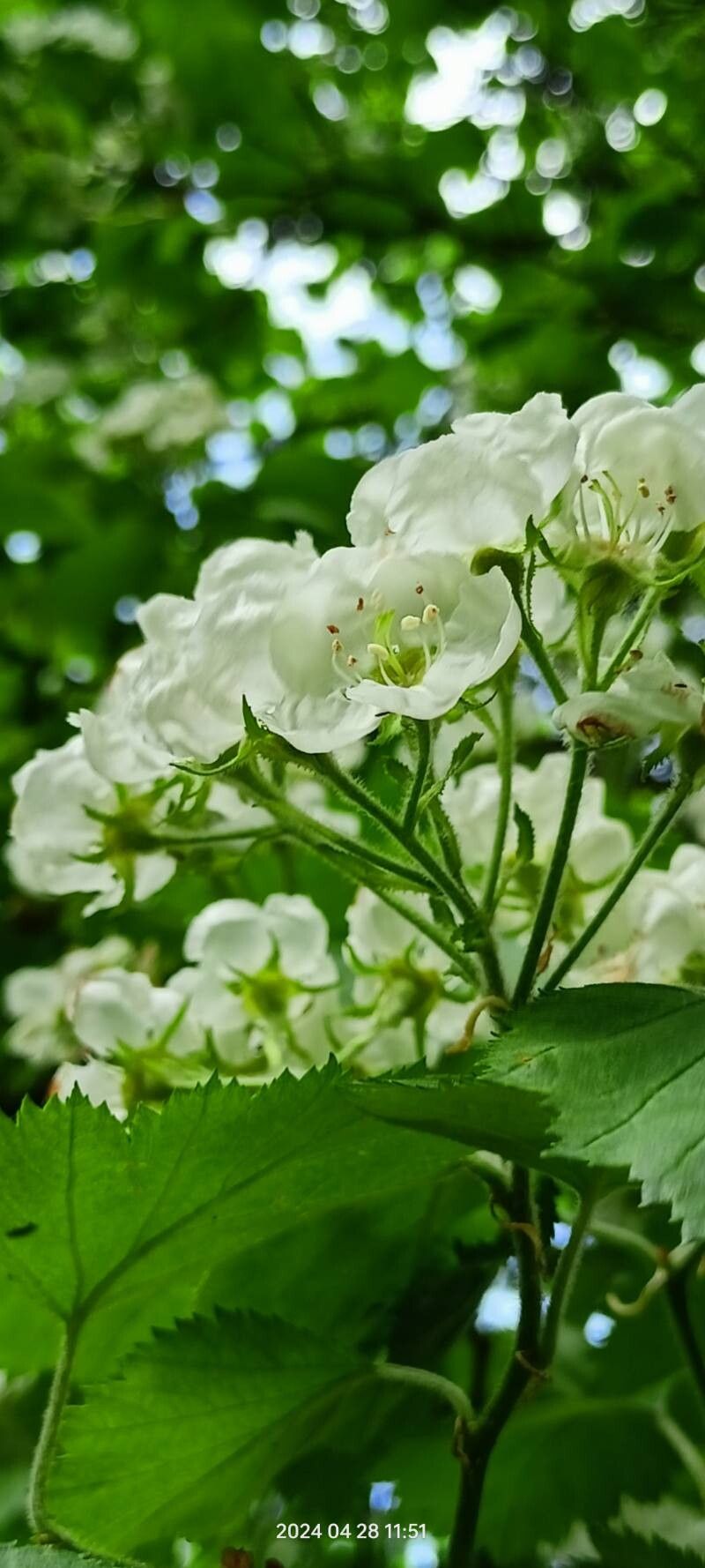 Crataegus submollis flower