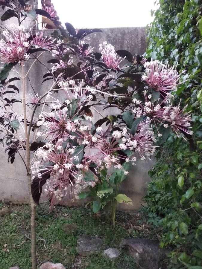 Abronia fragrans — houseplant care guide