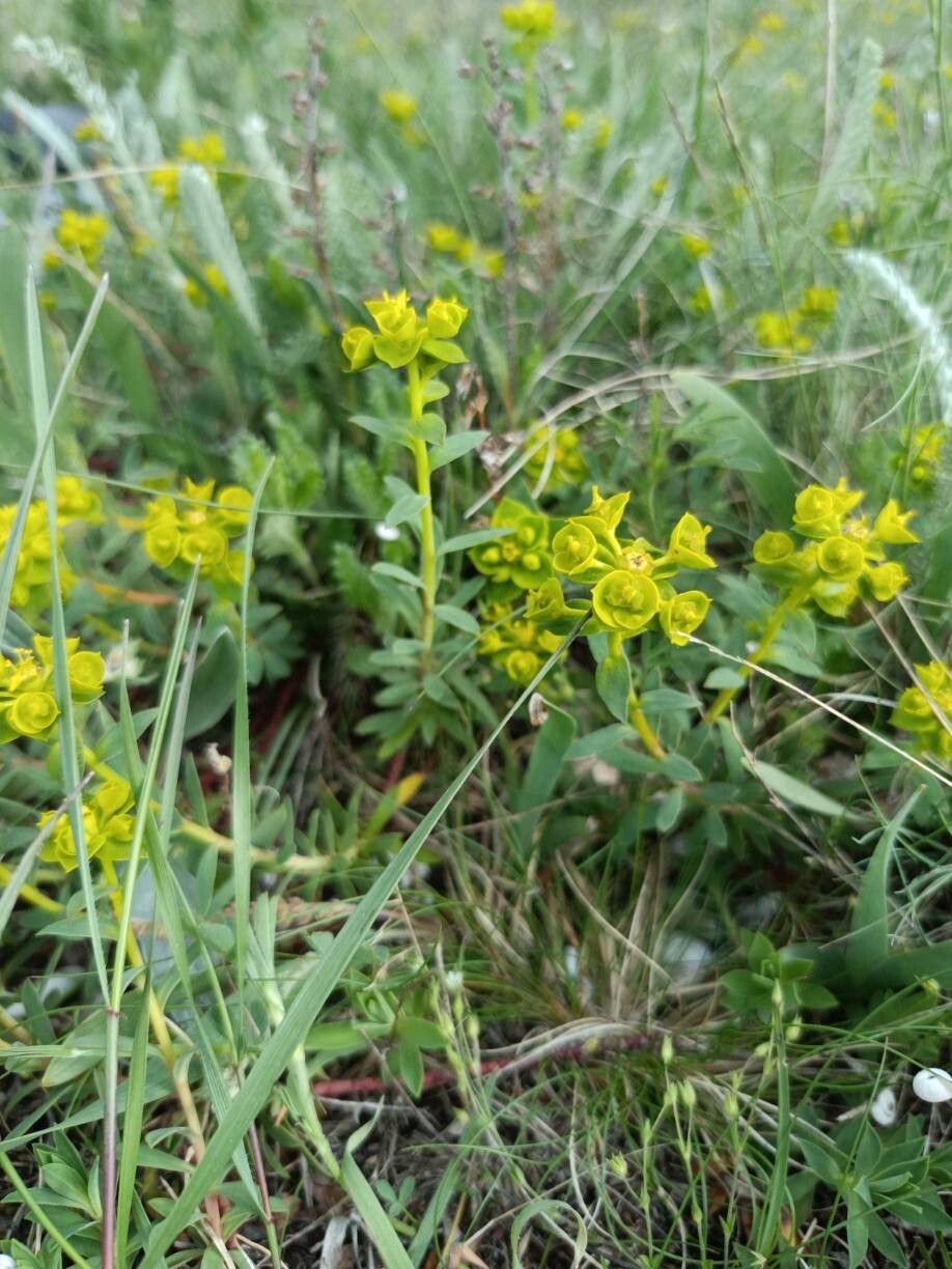 Euphorbia barrelieri flower