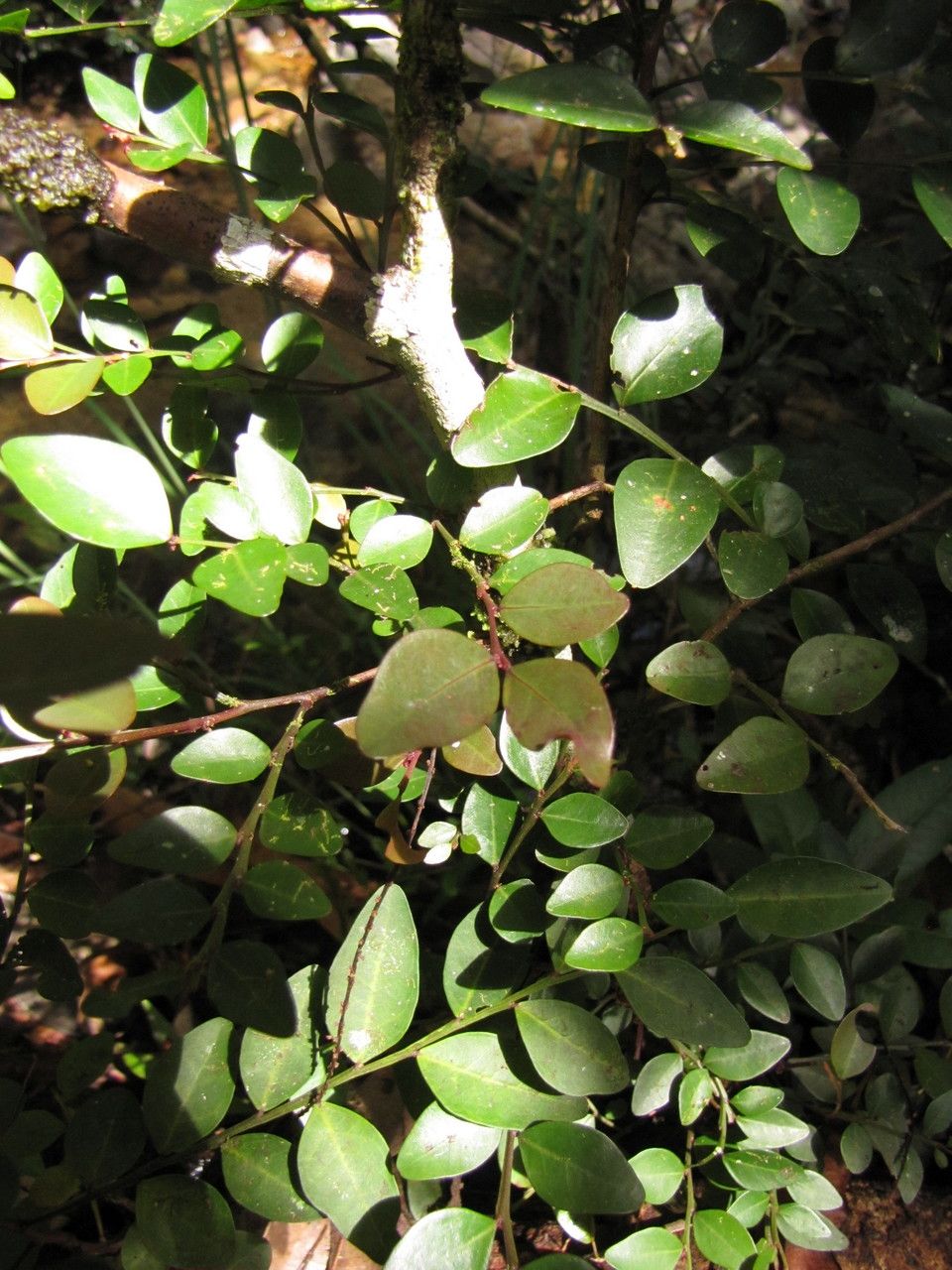 Phyllanthus tangoensis habit