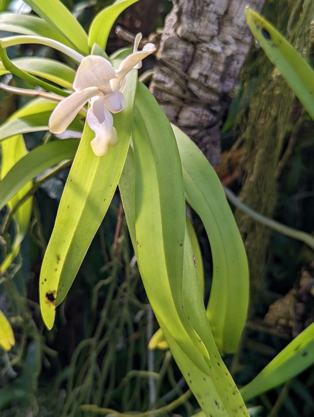 Vanda denisoniana — search result for 'Vanda'