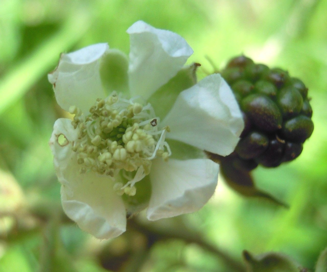 Rubus mucronatiformis flower