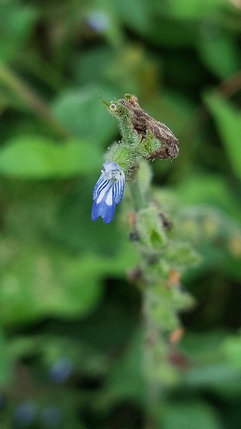 Salvia misella flower