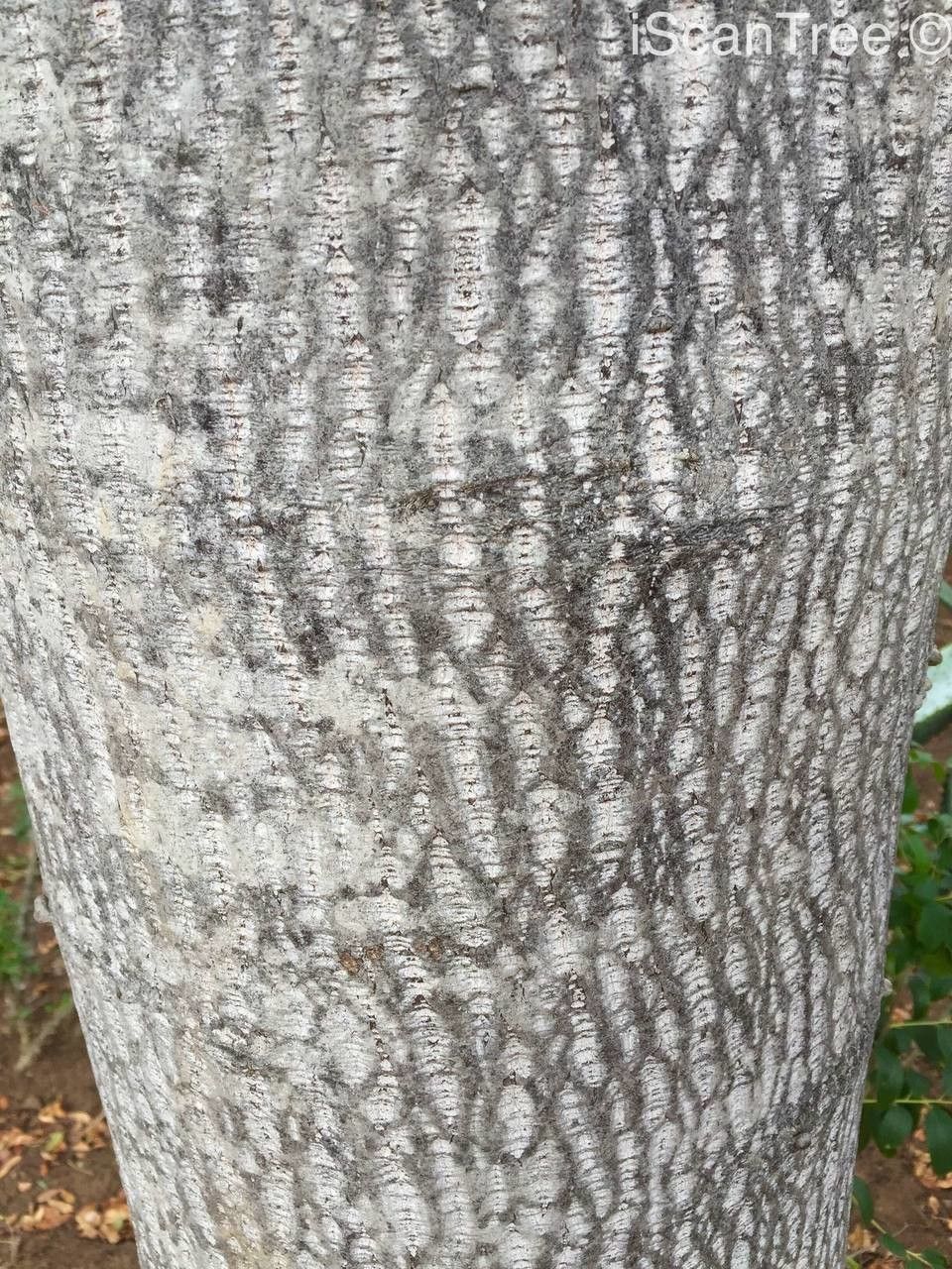 Ziziphus rivularis bark