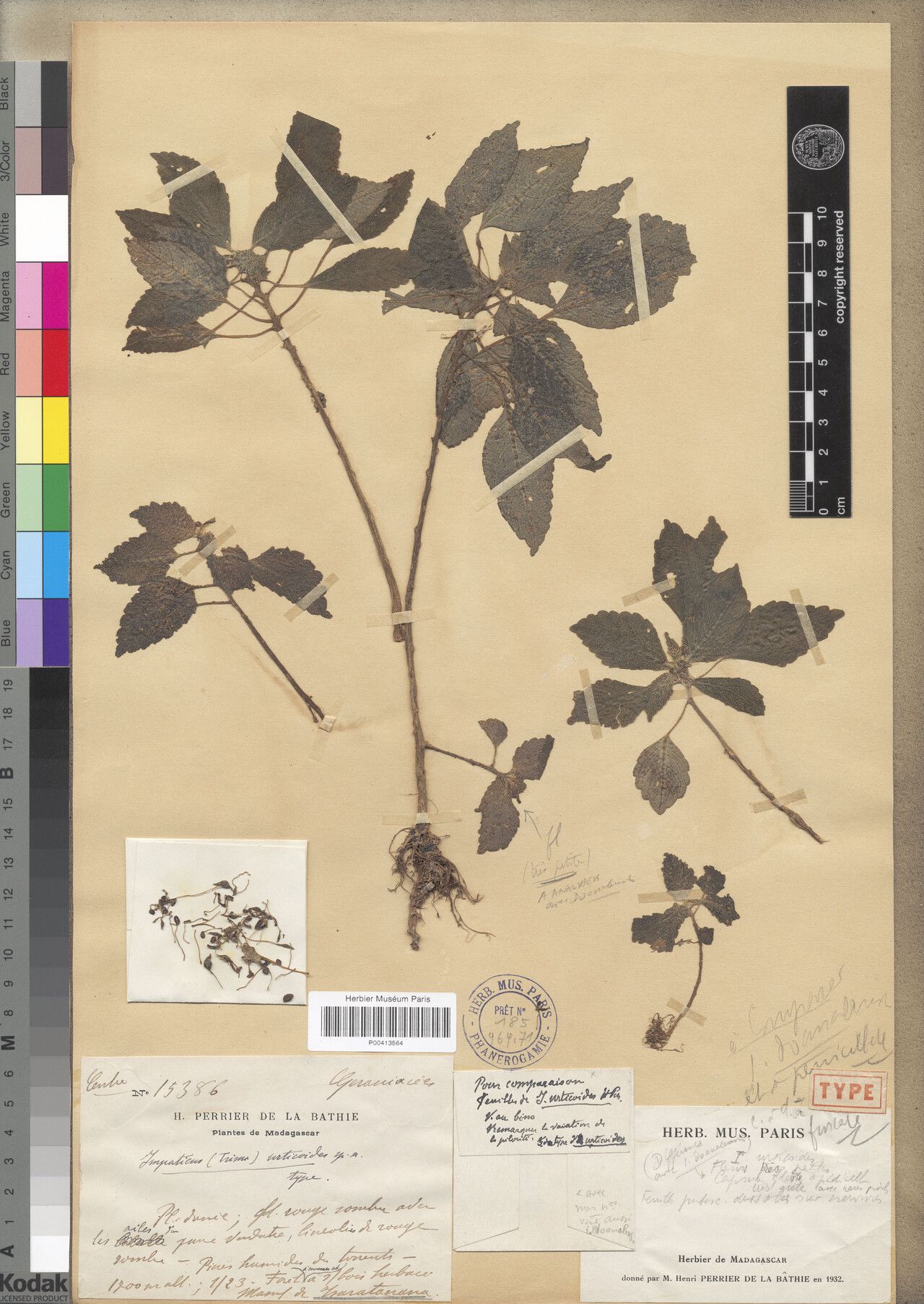 Impatiens urticoides — houseplant care guide