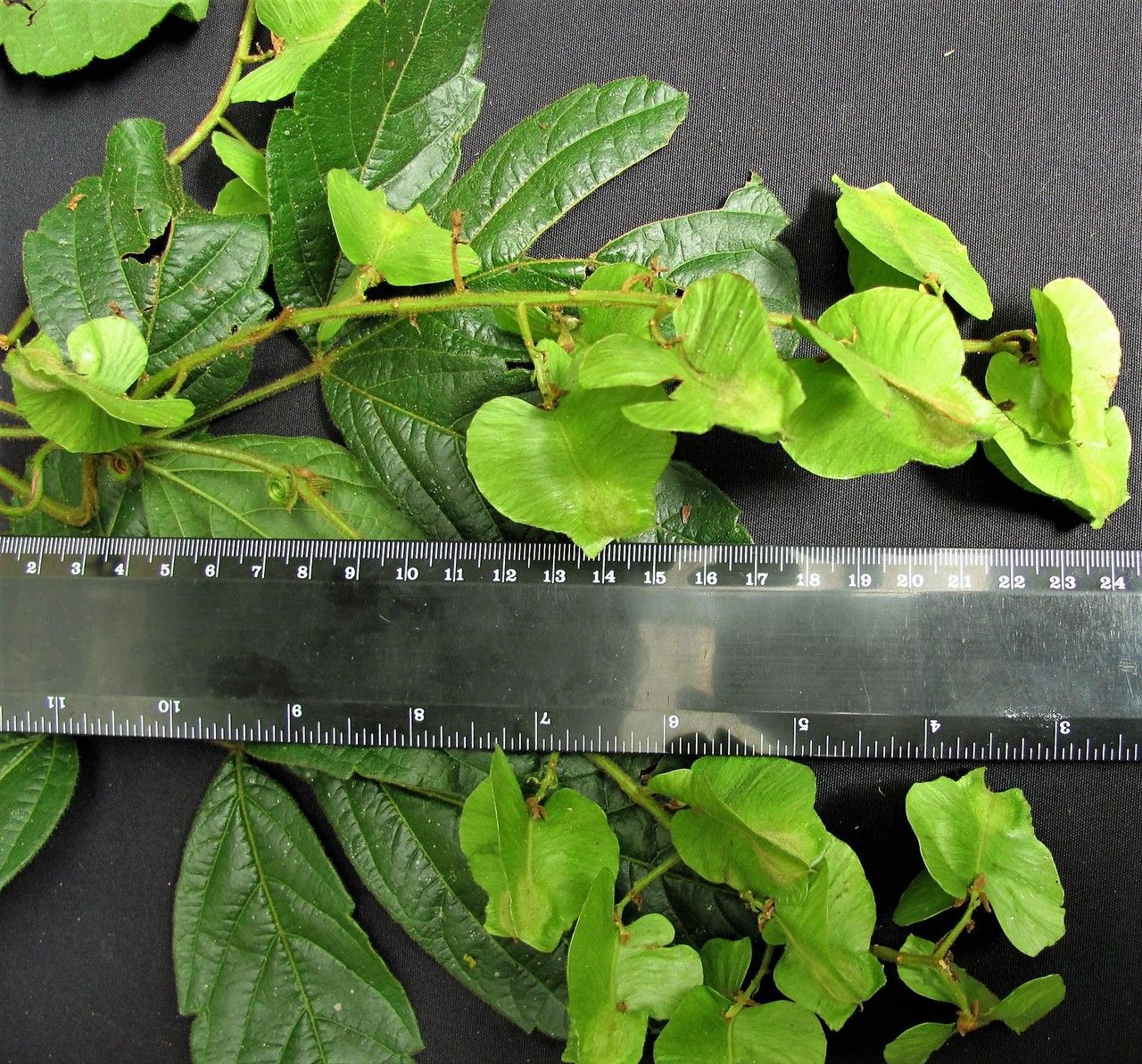 Serjania valerii — houseplant care guide