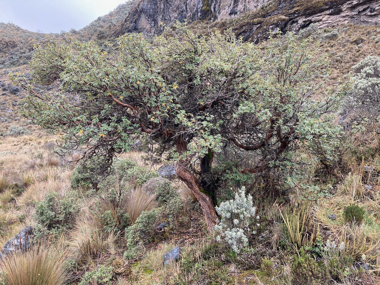 Polylepis sericea habit