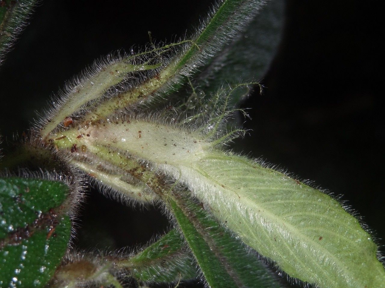 Psychotria pulchrebracteata habit