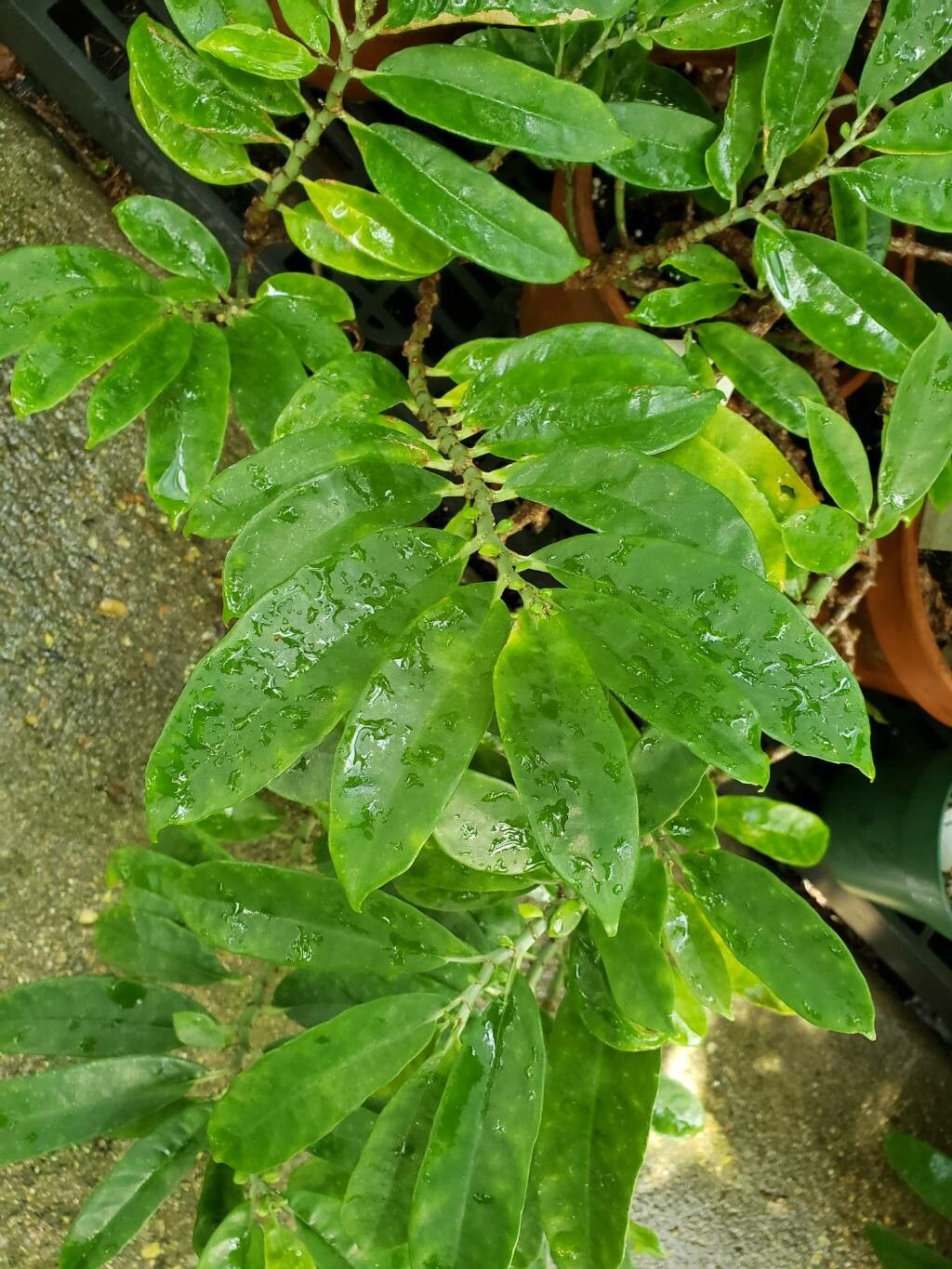 Procris pedunculata — related species from the same genus