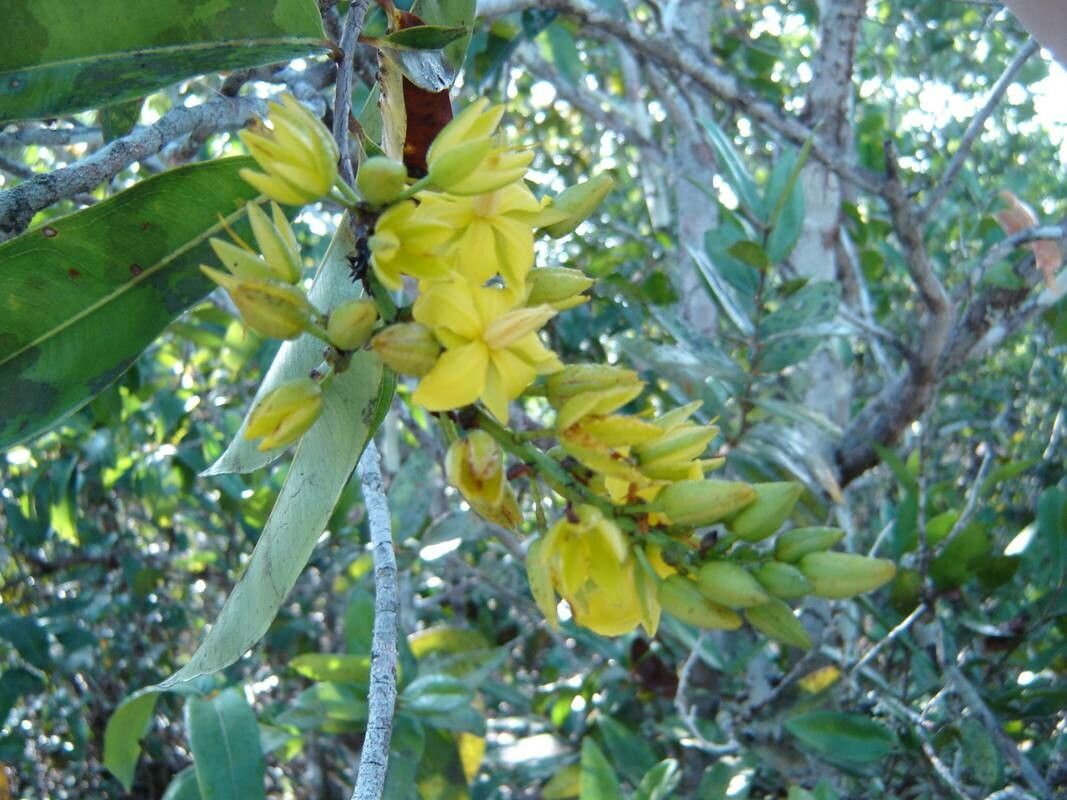 Ouratea spruceana flower