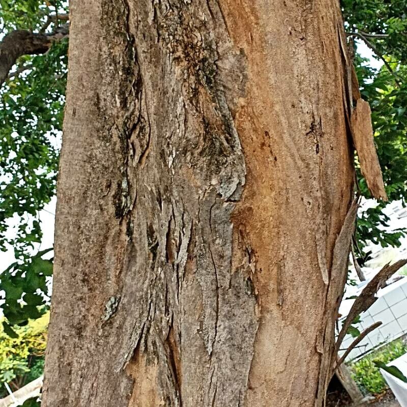 Pterocarpus michelianus bark