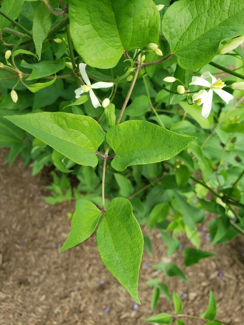 Clematis recta — search result for 'Clematis'