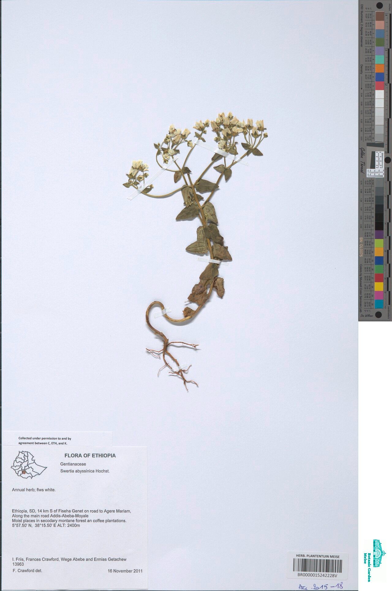 Swertia abyssinica — related species from the same genus