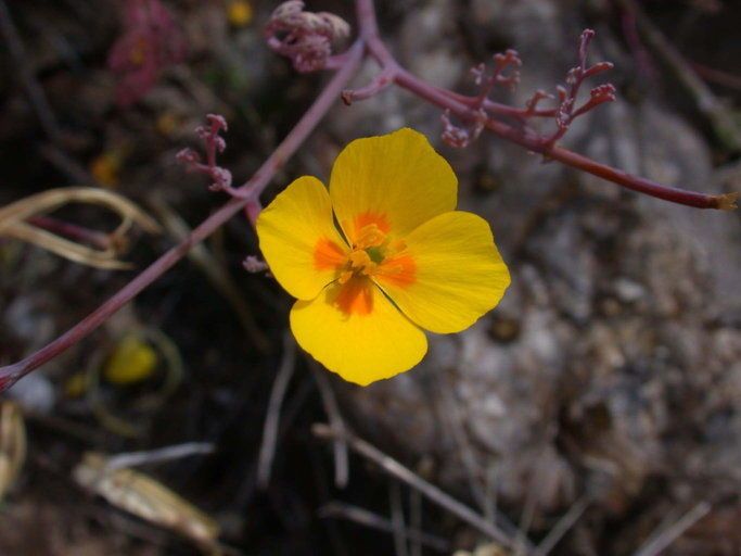 Eschscholzia ramosa flower