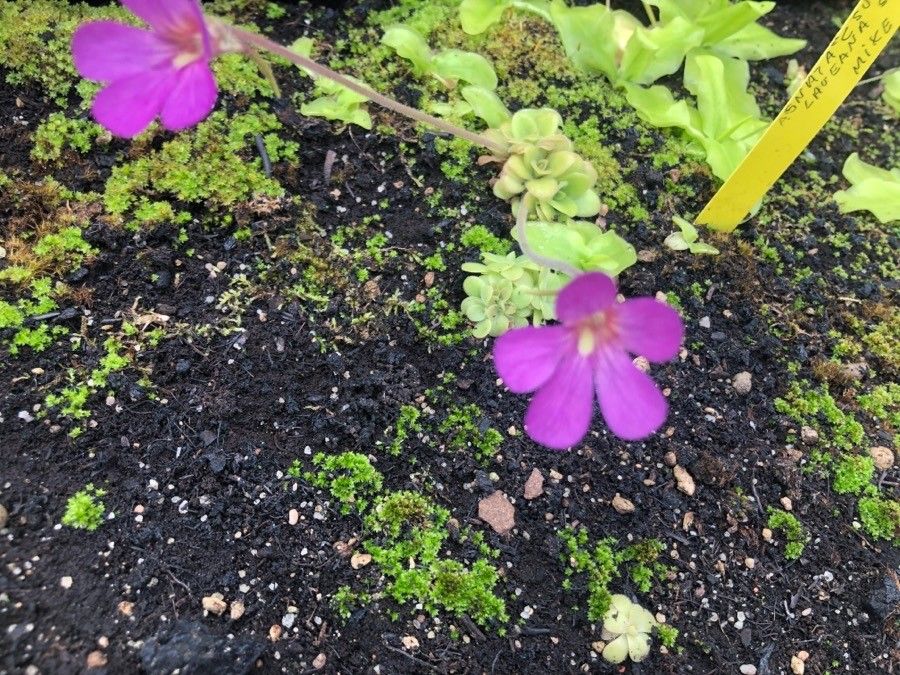 Pinguicula laueana flower