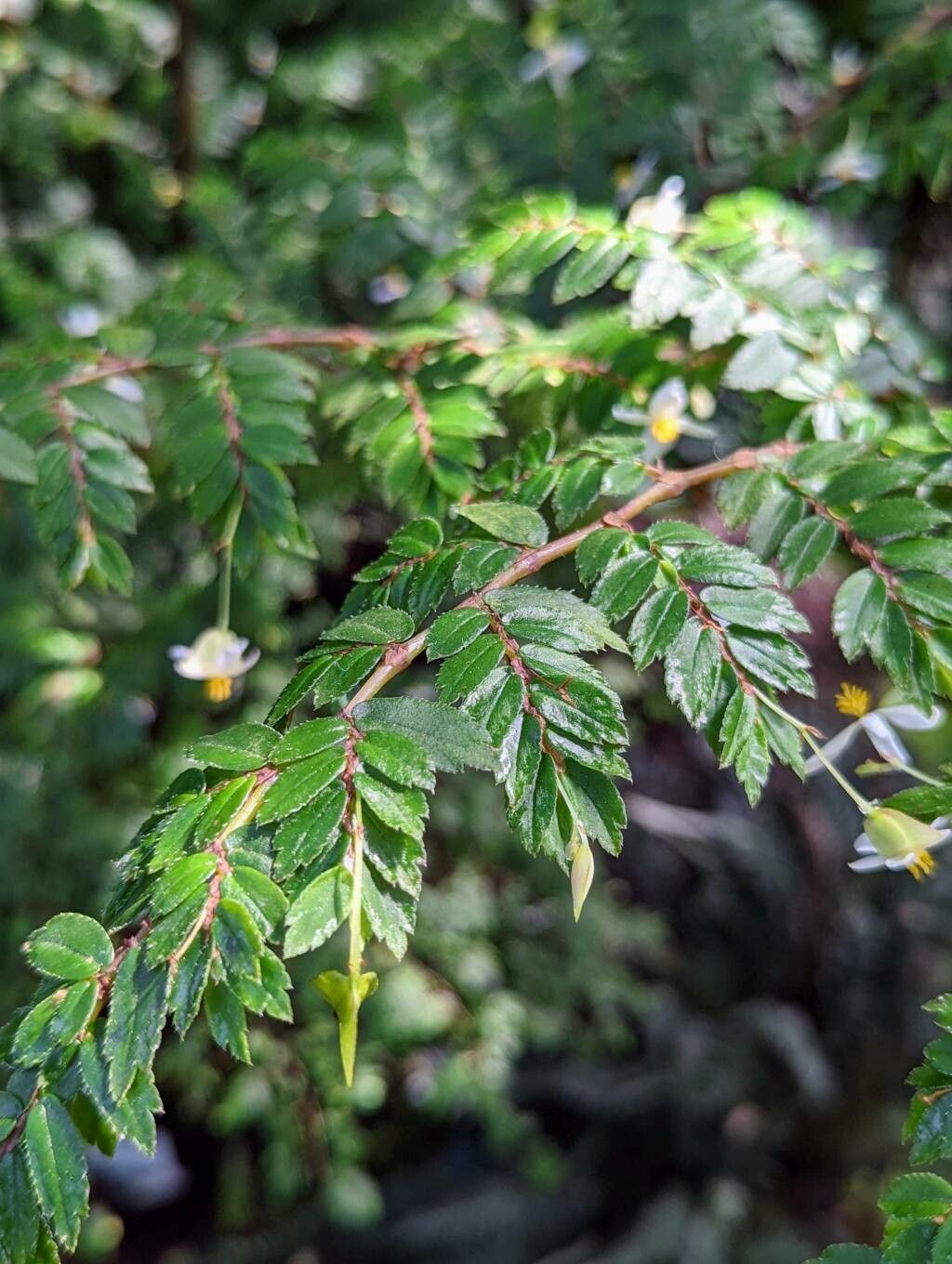 Begonia foliosa leaf