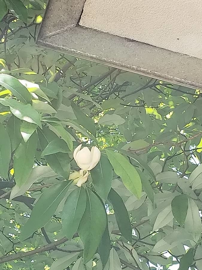 Ficus thonningii flower