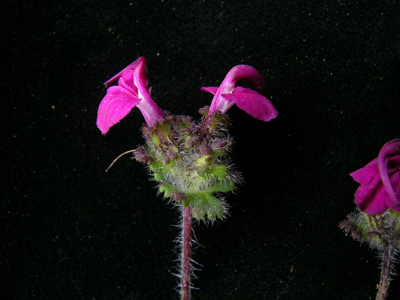 Pedicularis confertiflora habit