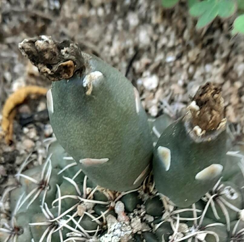 Gymnocalycium schickendantzii fruit