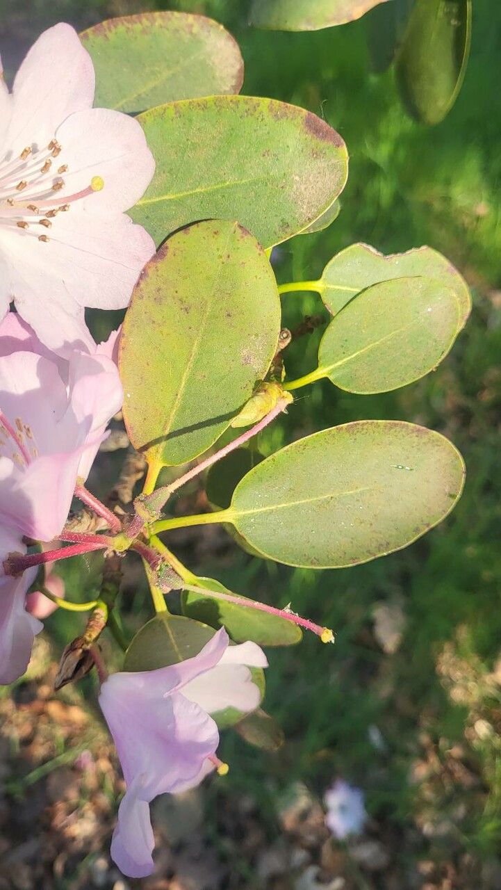 Rhododendron vernicosum — houseplant care guide