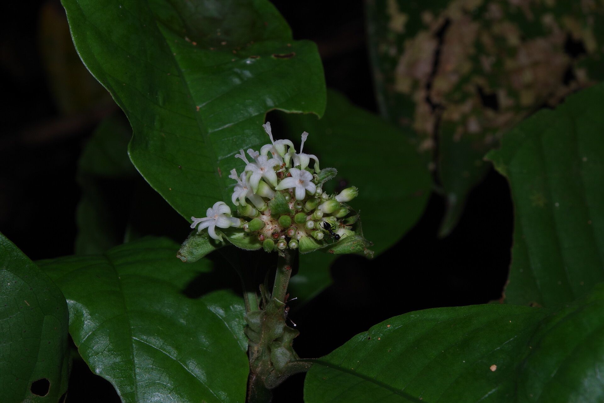 Psychotria stenostegia flower
