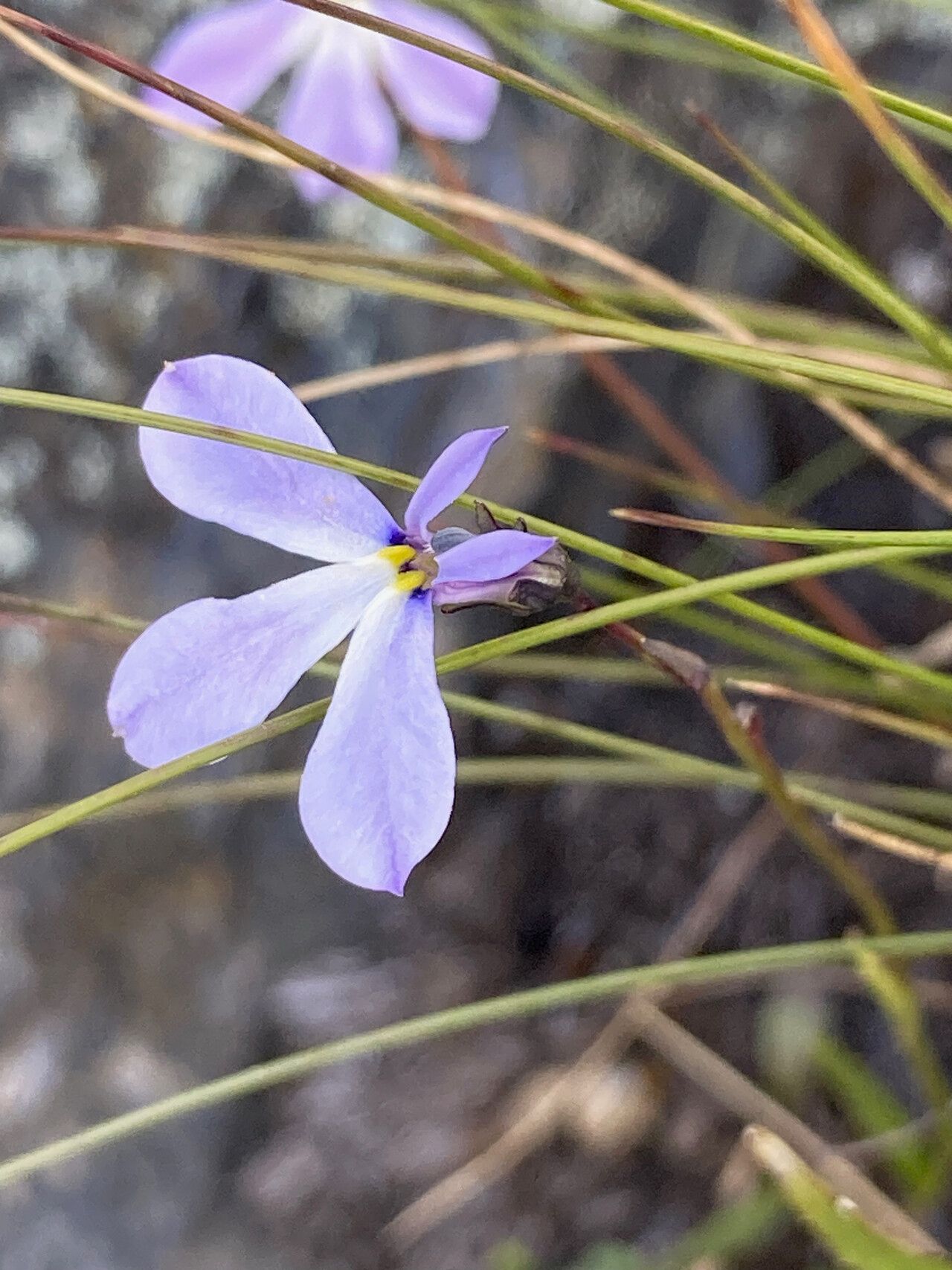 Lobelia tenera flower