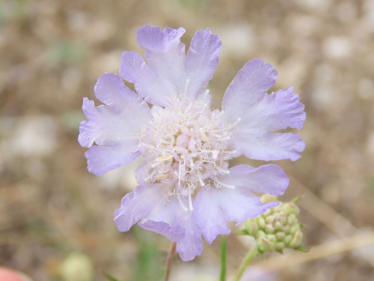 Lomelosia argentea flower