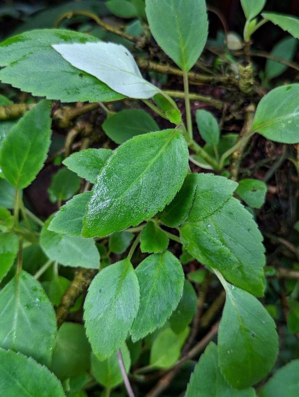 Alsobia punctata leaf