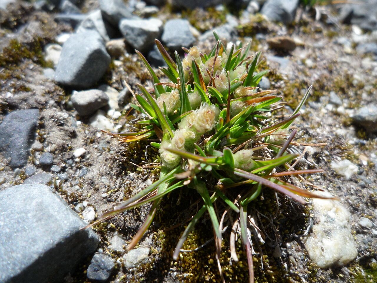 Poa lepidula flower