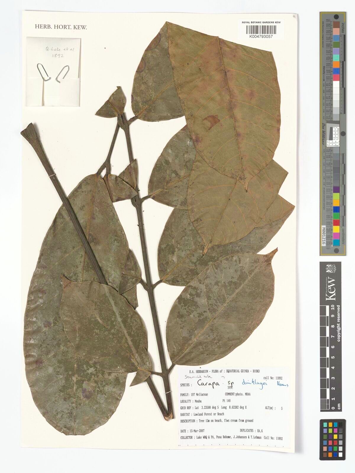 Carapa dinklagei — related species from the same genus