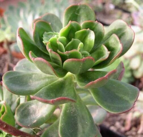 Echeveria viridissima — houseplant care guide