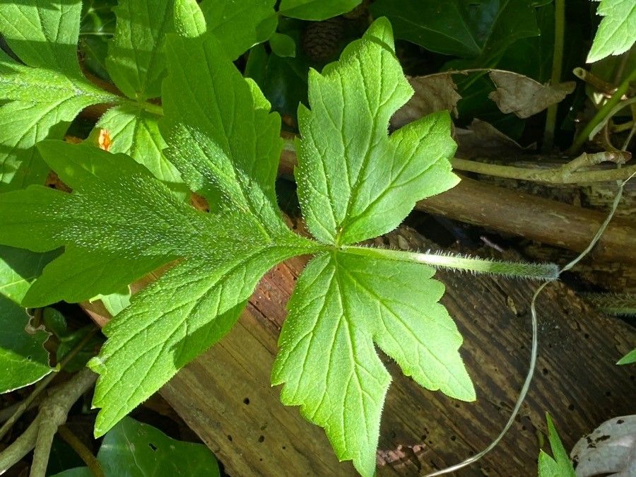 Hydrophyllum tenuipes leaf