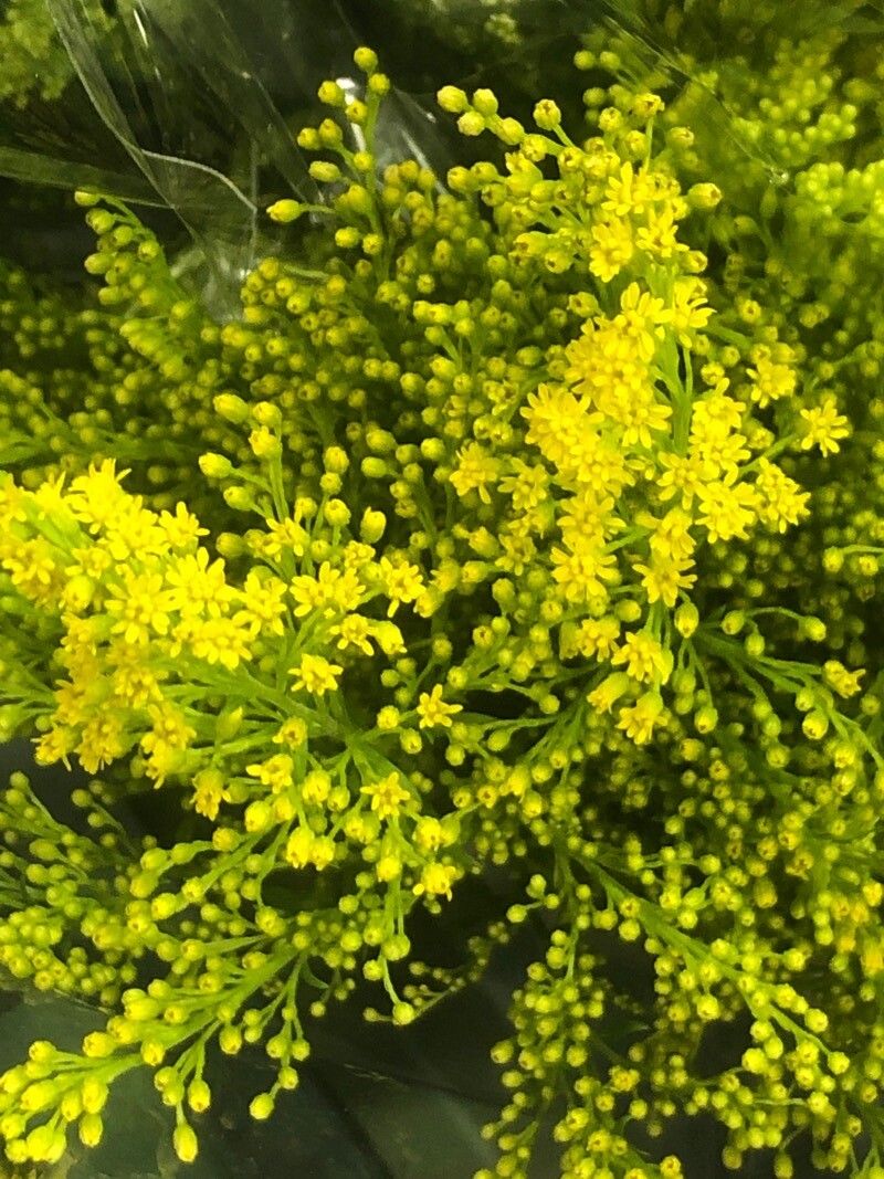 Solidago chilensis flower