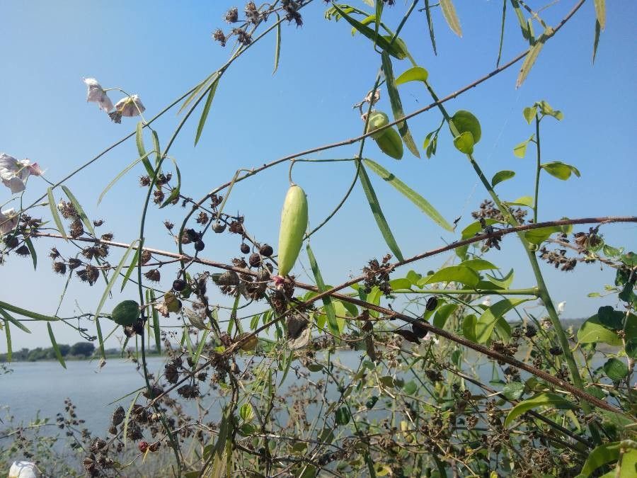 Oxystelma esculentum fruit