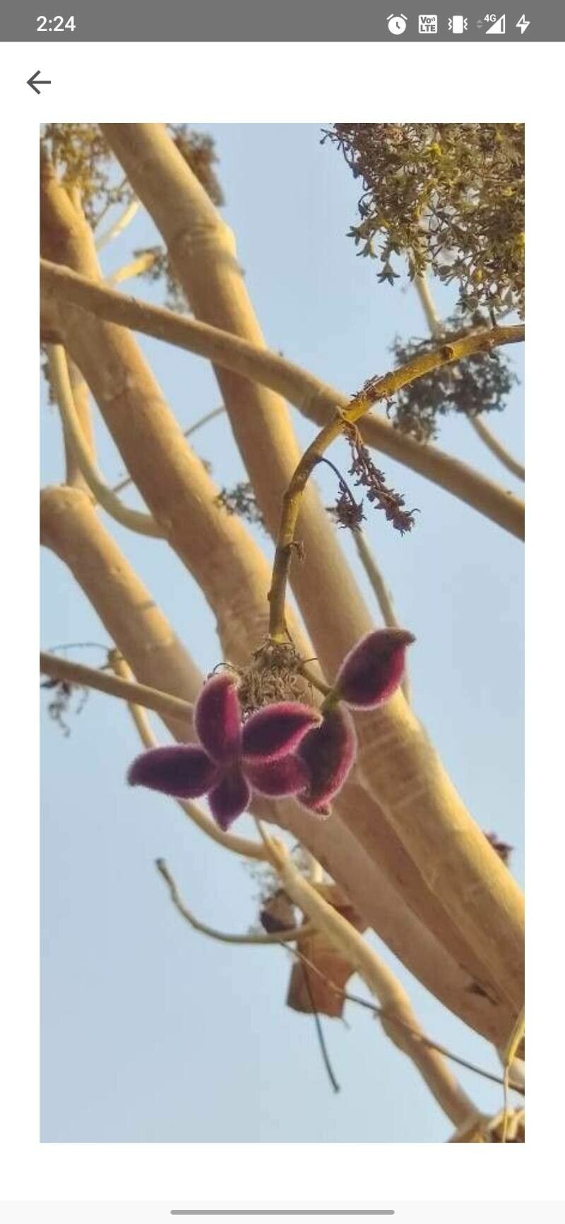 Sterculia urens fruit