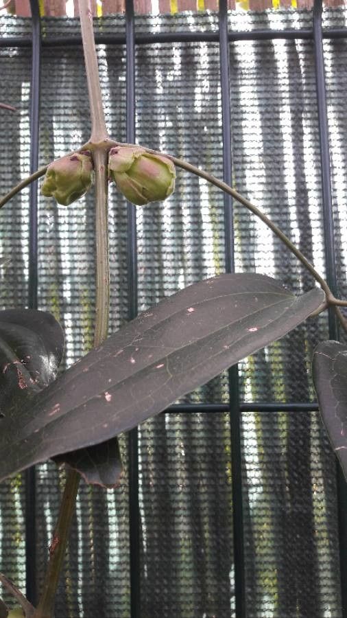 Clematis armandii fruit