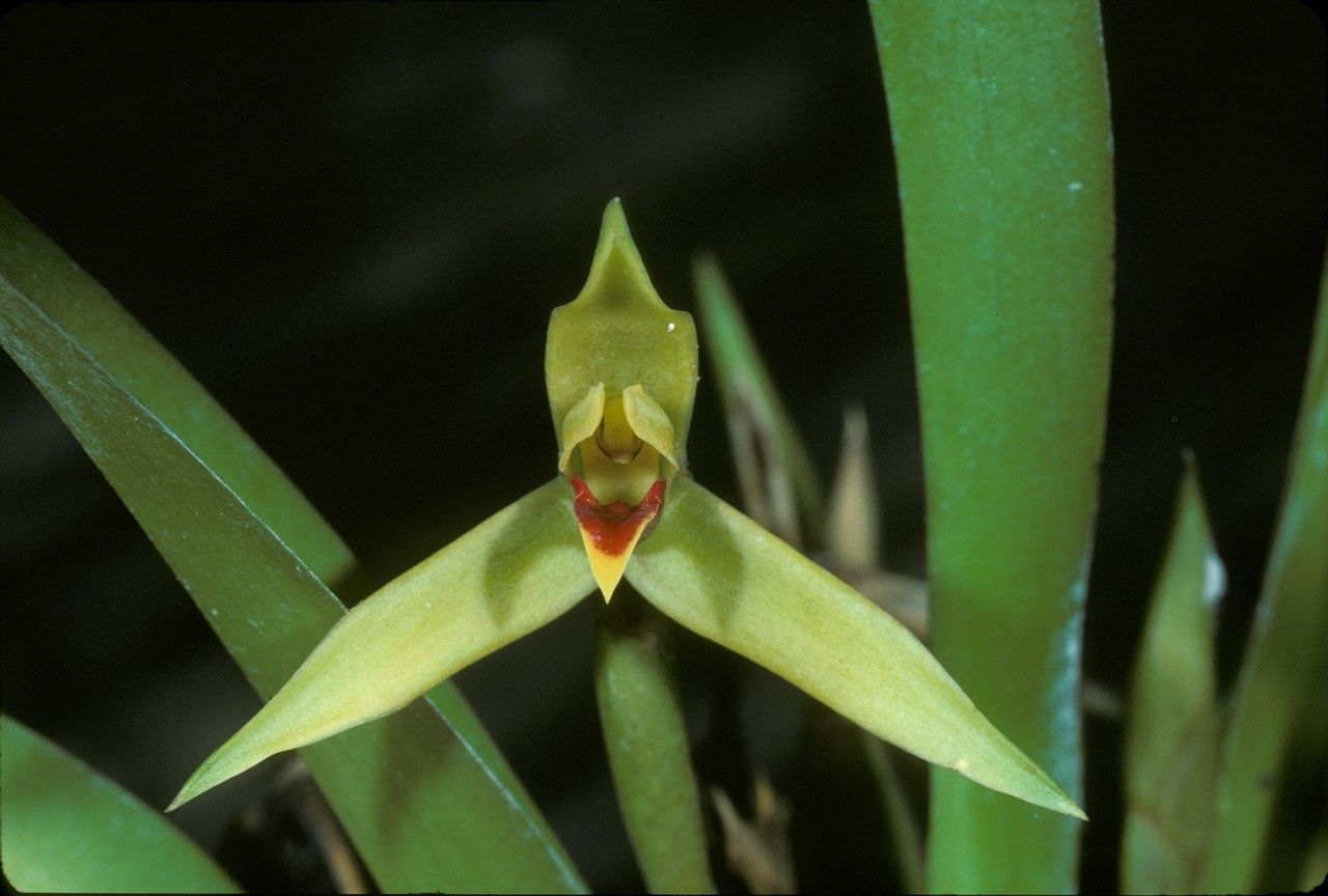 Maxillaria nasuta flower