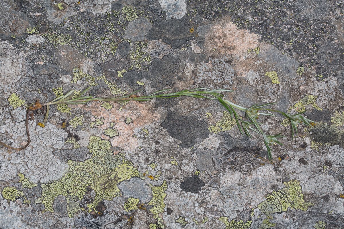 Logfia gallica habit