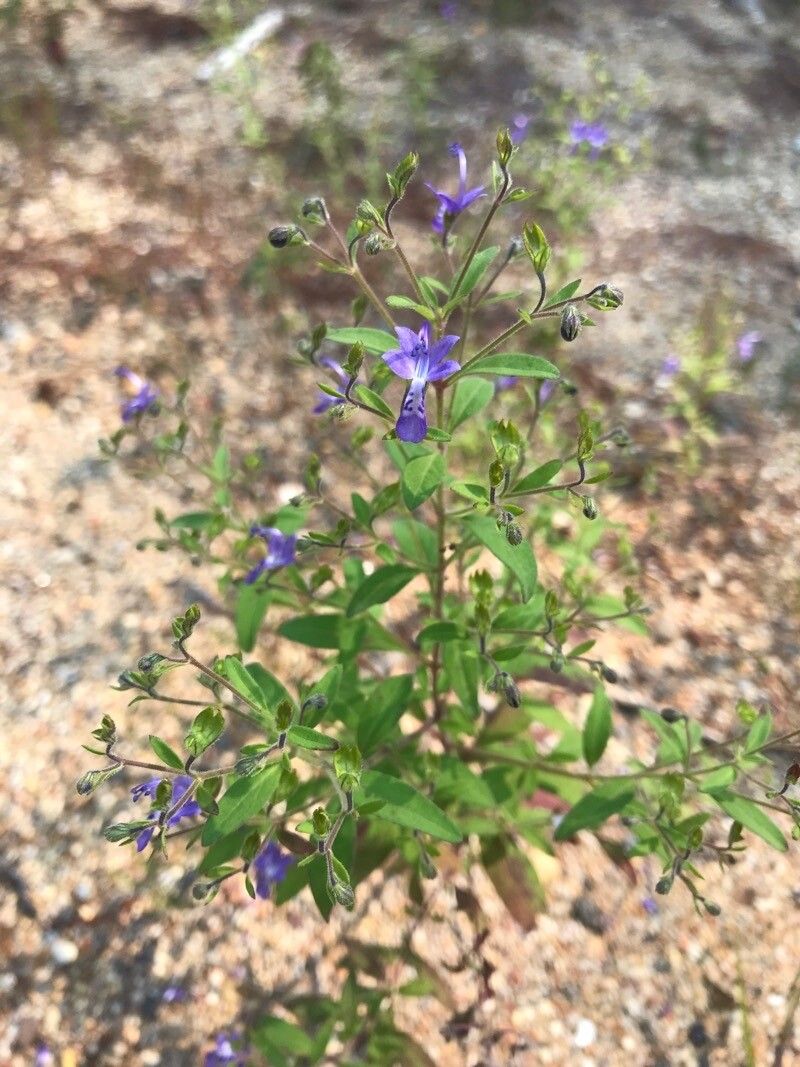 Trichostema dichotomum flower