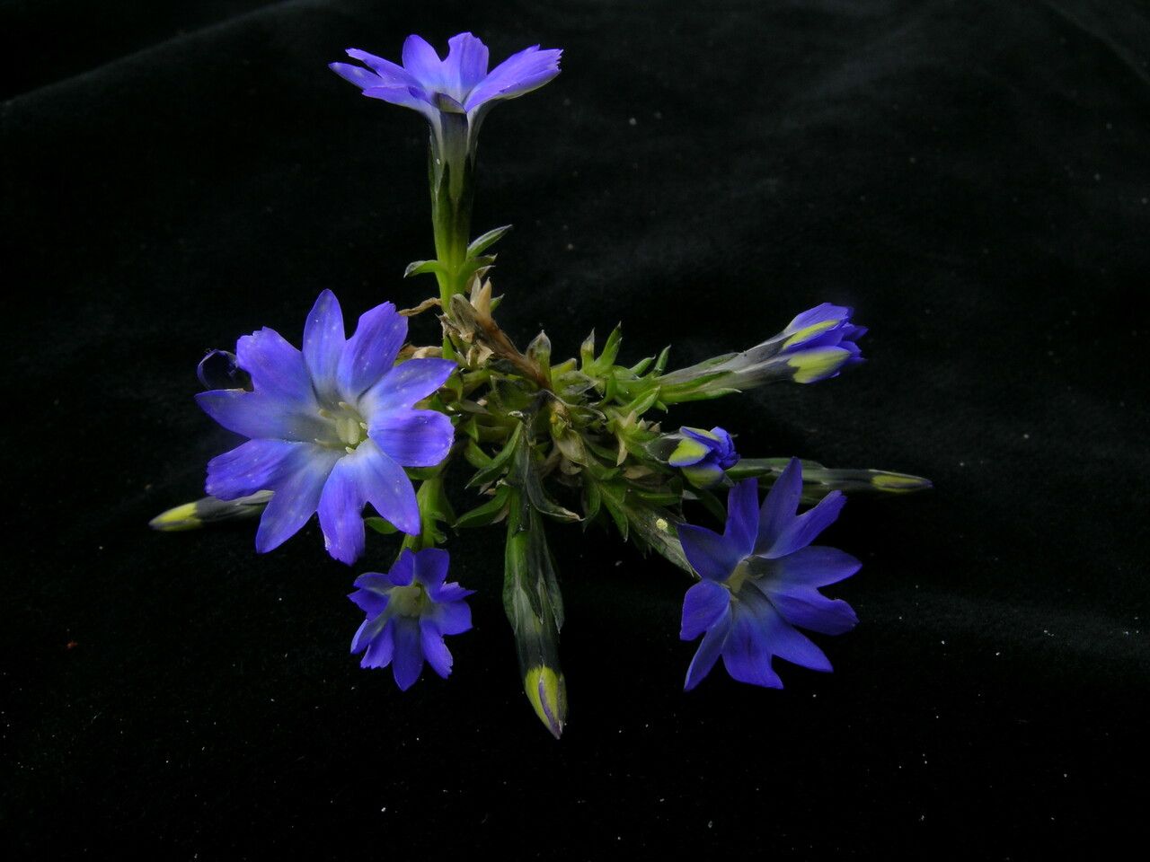 Gentiana stellata — houseplant care guide