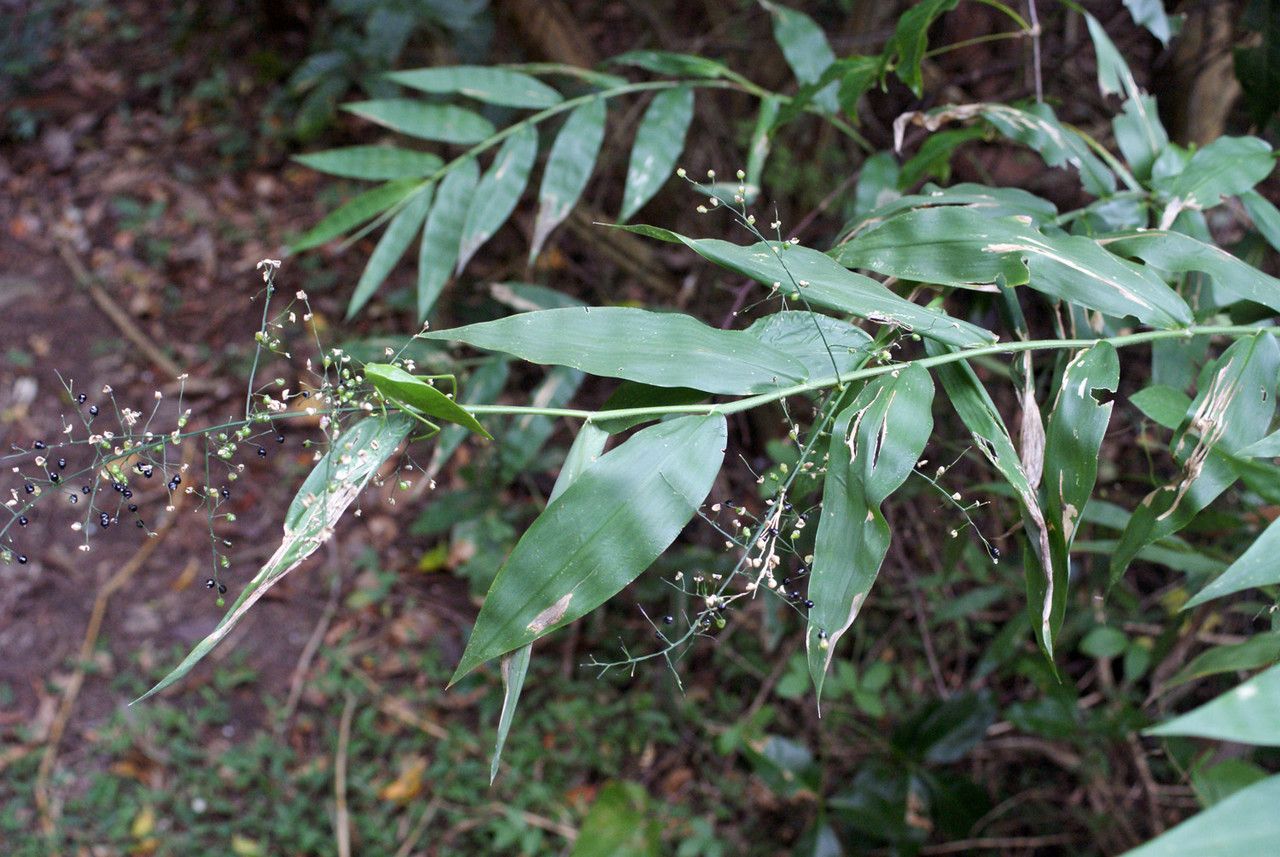Lasiacis sorghoidea habit