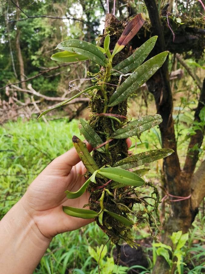 Campylocentrum jamaicense — related species from the same genus