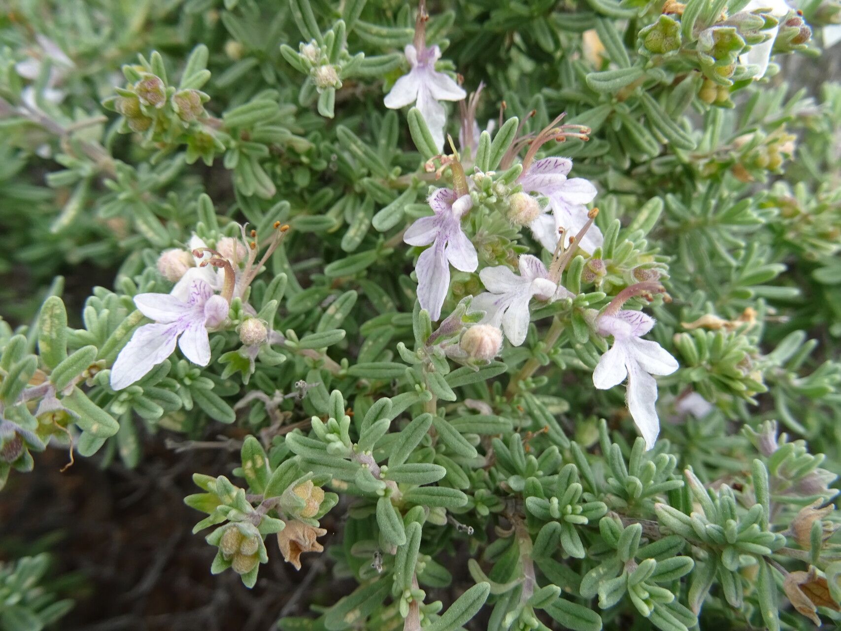 Teucrium brevifolium flower
