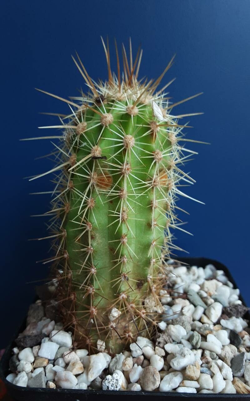 Echinocereus ledingii — search result for 'Echinocereus'