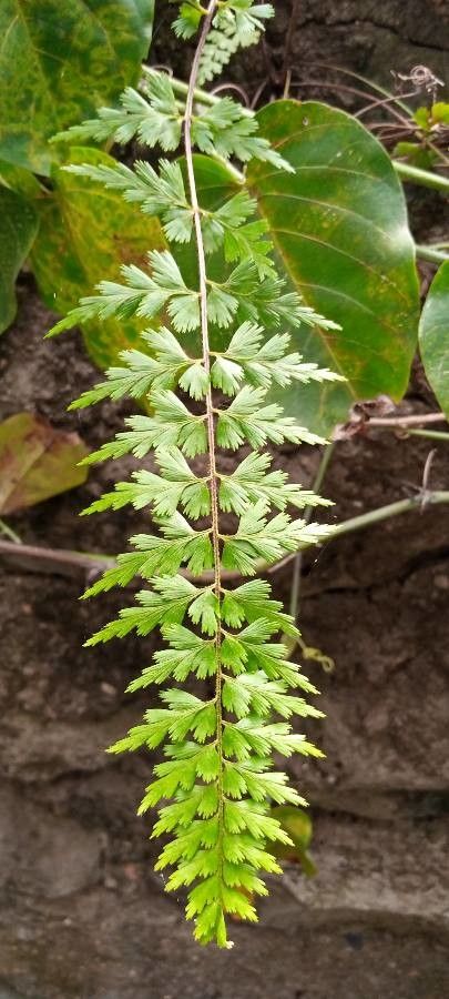 Asplenium aethiopicum leaf