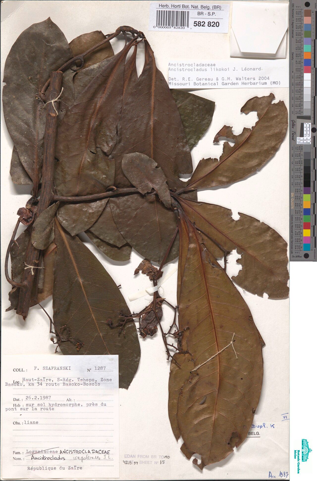 Ancistrocladus likoko — houseplant care guide