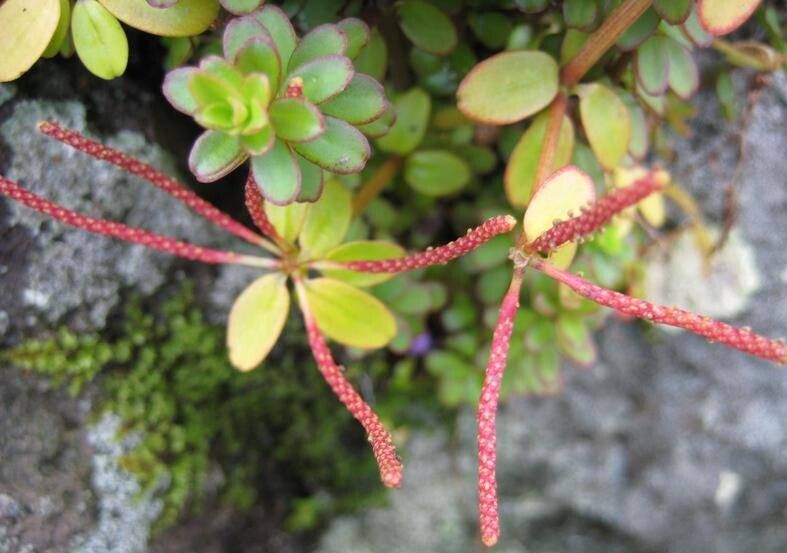 Peperomia galapagensis — houseplant care guide
